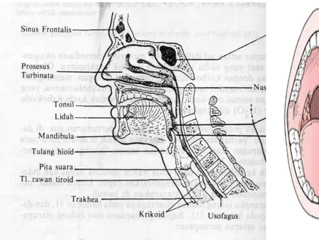 Gambar 1 Anatomi Tonsil