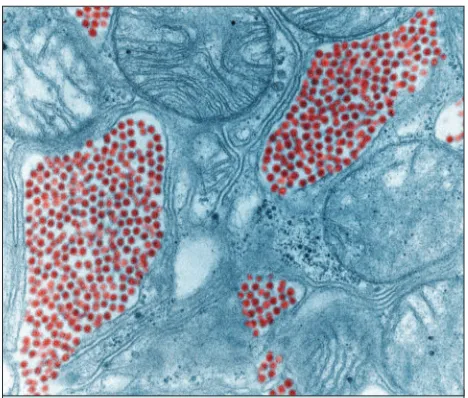 Figure 1. This colorized transmission electron micrograph depicts a salivary gland extracted from a mosquito infected by the Eastern equine encephalitis virus, which has been colorized red.