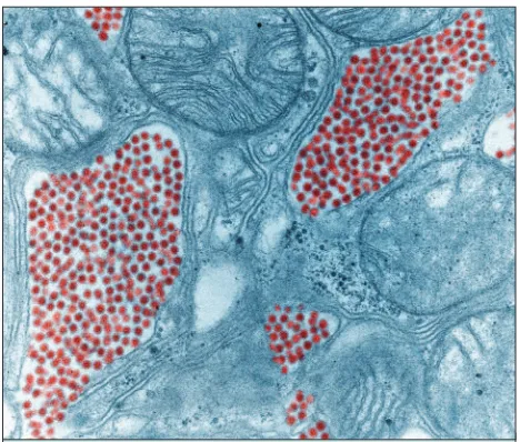 Figure 1. This colorized transmission electron micrograph depicts a salivary gland extracted from a mosquito infected by the Eastern equine encephalitis virus, which has been colorized red.