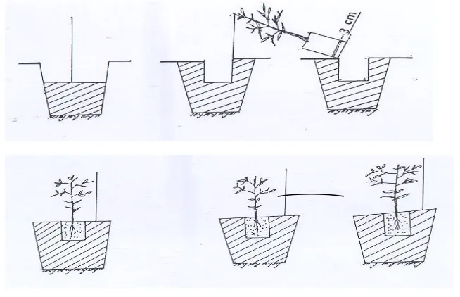 Gambar 5. Cara penanaman benih siap tanam agar tidak rusak : cara pemotongan polibeg dan cara menanam.