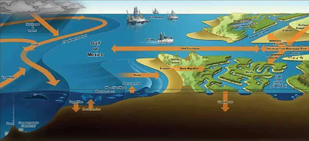 Figure 2. This illustration shows some of the various components and processes of the Gulf of Mexico ecosystem. 