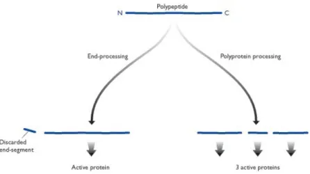 Gambar 1.4 Pembelahan proteolitik