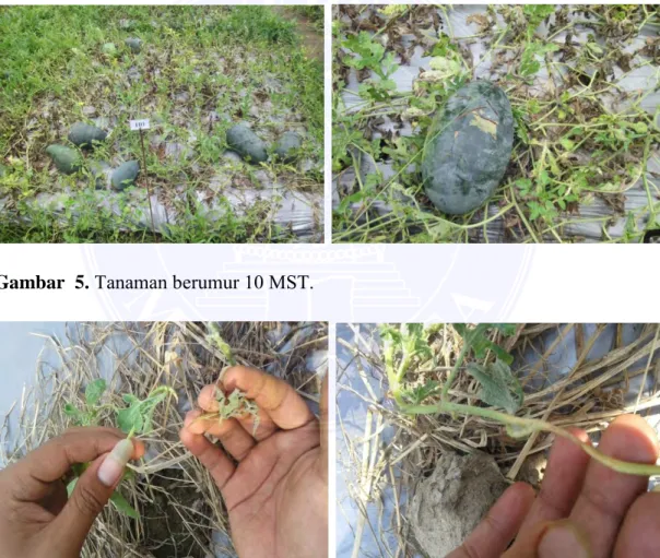 Gambar   5. Tanaman berumur 10 MST. 