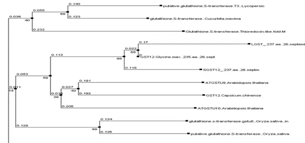 Gambar 6 Penjajaran (alignment) asam amino LGST12 dan SGST12 terhadap GST12 Glycine max (AF243367) 