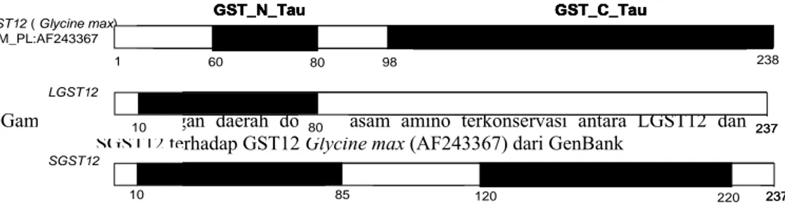 Gambar 8 Perbandingan daerah domain asam amino terkonservasi antara LGST12  dan  SGST12 terhadap GST12 Glycine max (AF243367) dari GenBank 