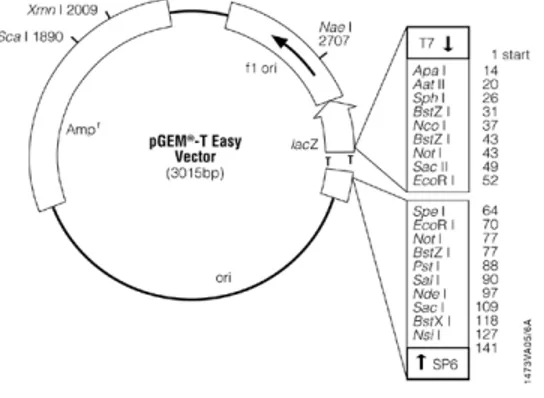 Gambar 1 Peta fisik plasmid pGEM ® -T Easy yang digunakan sebagai vektor pengklonan 