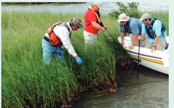 Figure 2. Scientists take samples on oiled marshland. 