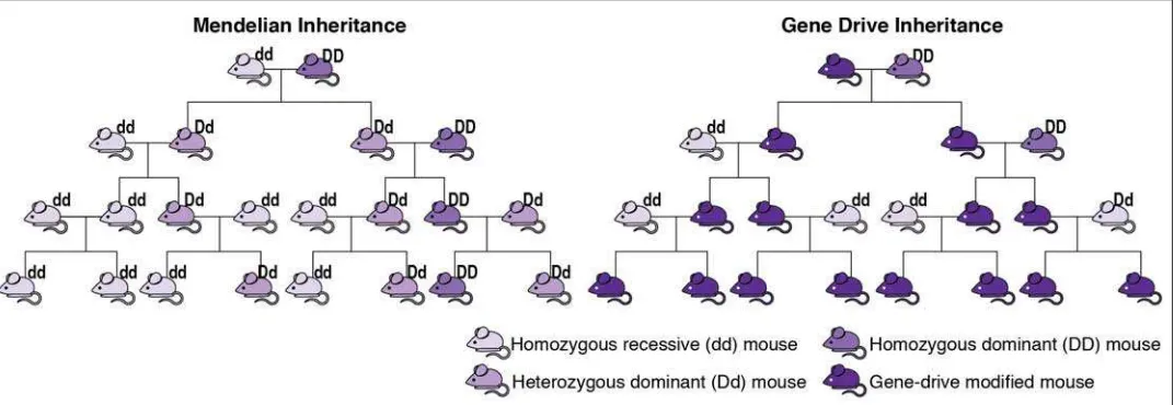 Figure 1. An Idealized Illustration of Mendelian Inheritance versus Gene Drive Inheritance