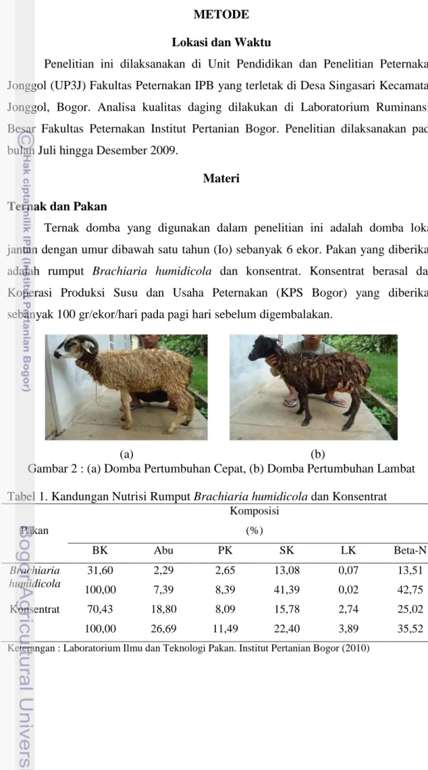 Gambar 2 : (a) Domba Pertumbuhan Cepat, (b) Domba Pertumbuhan Lambat 
