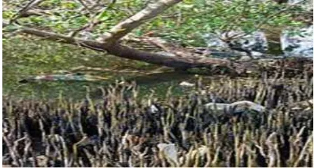 Gambar 3. Hutan mangrove yang di dominasi oleh jenis A. marina  