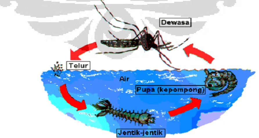 Gambar 5. Siklus Hidup Nyamuk Aedes aegypti 17 2.1.3.3. Perilaku Nyamuk Dewasa 