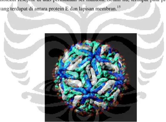 Gambar 2.1. Struktur virus dengue 15 