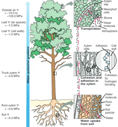 Gambar 5. 1 Proses Transpirasi Pada Tumbuhan