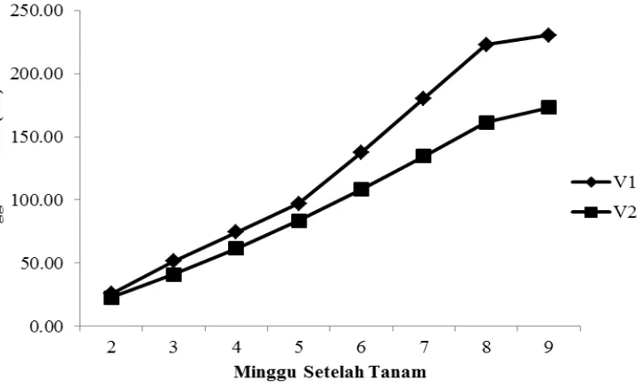 Gambar 3. Grafik pertumbuhan tinggi tanaman 2-9 MST pada perlakuan    Varietas 