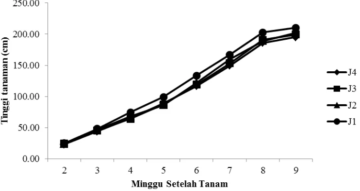 Gambar 4. Grafik pertumbuhan tinggi tanaman 2-9 MST pada perlakuan jarak tanam 