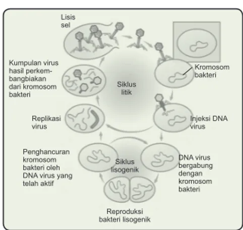 Gambar Siklus Reproduksi Virus 