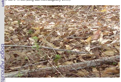 Gambar  8  Kondisi lantai hutan tanaman hibrid E. urograndis. 