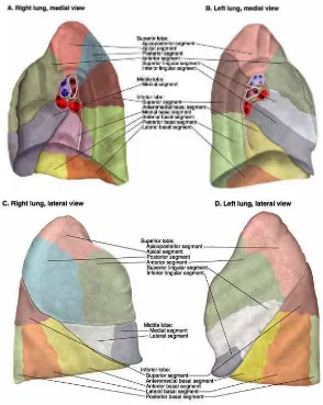 Gambar 2.3. Segmen bronkopulmonari pada paru15 
