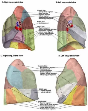 Gambar 2.3. Segmen bronkopulmonari pada paru15 