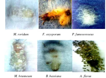 Gambar 4.6. Sporulasi in vivo beberapa spesies cendawan entomopatogen pada tubuh rayap 9 hari setelah diinokulasi 