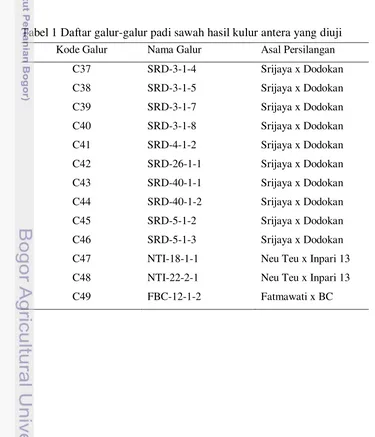 Tabel 1 Daftar galur-galur padi sawah hasil kulur antera yang diuji 