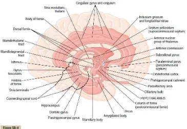 Gambar 2.3. Anatomi sistem limbik 