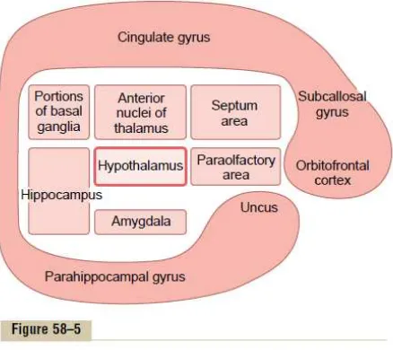 Gambar 2.4. Lokasi sistem limbik berdasarkan letak hypothalamus Sumber : Guyton, 2005 