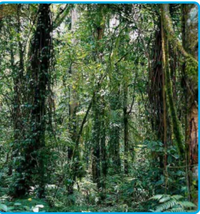 Gambar 3.10  Hutan tropis di Kalimantan Timur