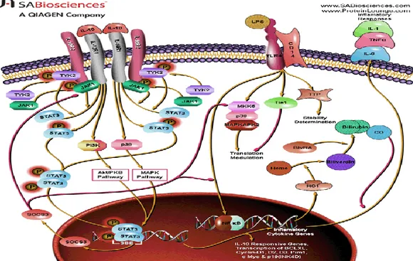 Gambar  3.  Patofisiologi  produksi  sitokin  IL-10  (Dikutip  dari:  Jun-hua  Z.  Immune  sistem: a new look at pain