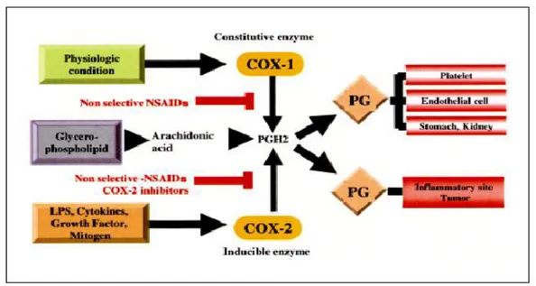 Gambar  5.    Tempat  kerja  OAINS  (Dikutip  dari:  Fitzerald  GA,  Patrono  C.  Coxib,  selective inhibitors of ciclooxygenase-2
