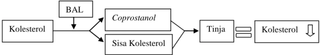 Gambar 1. Mekanisme BAL menurunkan kolesterol 