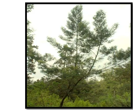 Gambar 9  Akasia Gunung (Acacia decurrens) 