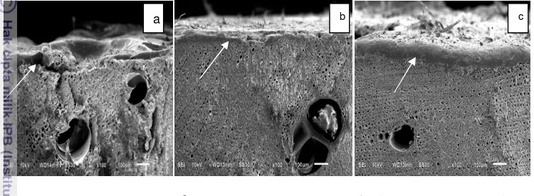 Gambar 3.9  Scanning  Electron Microscopy sampel  keteguhan geser  kayu 
