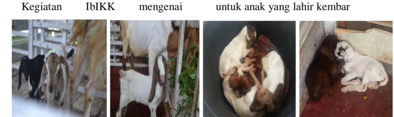 Gambar 11.   Anak Kambing Kegiatan IBIK 