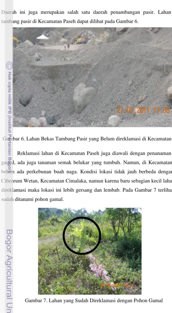 Gambar 6. Lahan Bekas Tambang Pasir yang Belum direklamasi di Kecamatan Paseh  Reklamasi  lahan  di  Kecamatan  Paseh  juga  diawali  dengan  penanaman  pohon  gamal,  ada  juga  tanaman  semak  belukar  yang  tumbuh