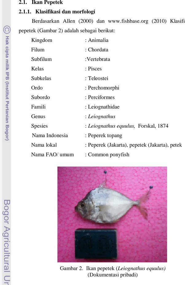Gambar 2.  Ikan pepetek (Leiognathus equulus)  (Dokumentasi pribadi) 