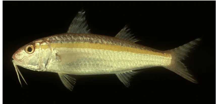 Gambar 2. Ikan Kuniran (Upeneus sulphureus)  Sumber :  www.fishbase.org  (1 Desember 2010) 