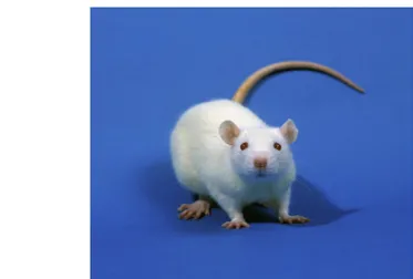 Gambar 2  Tikus Putih (Rattus norvegicus) galur Sprague  