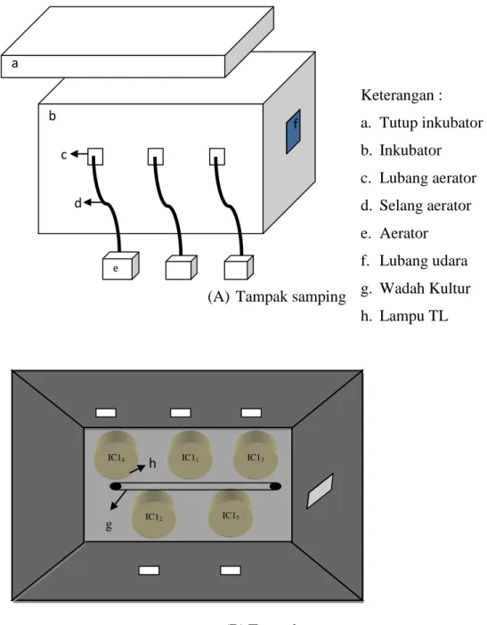 Gambar 2. Tata letak perangkat penelitian  2.5  Pengukuran Kandungan Klorofil 