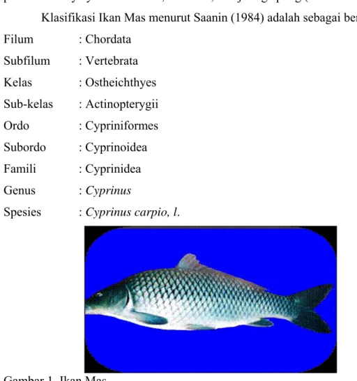 Gambar 1. Ikan Mas 