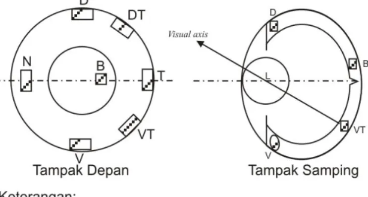 Gambar 4  Penentuan arah sumbu penglihatan (Tamura 1957) 