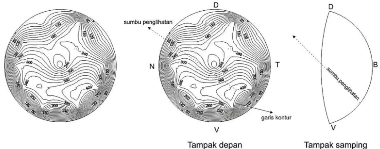 Gambar 9  Kontur sebaran sel kerucut dan sumbu pengihatan tongkol komo  (Euthynnus affinis) 