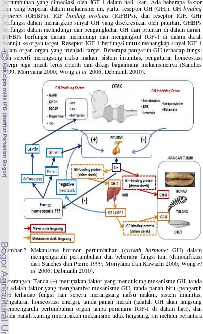 Gambar 2 Mekanisme hormon pertumbuhan (growth hormone; GH) dalam 