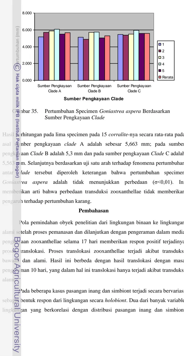 Gambar 35.   Pertumbuhan Specimen Goniastrea aspera Berdasarkan  Sumber Pengkayaan Clade 