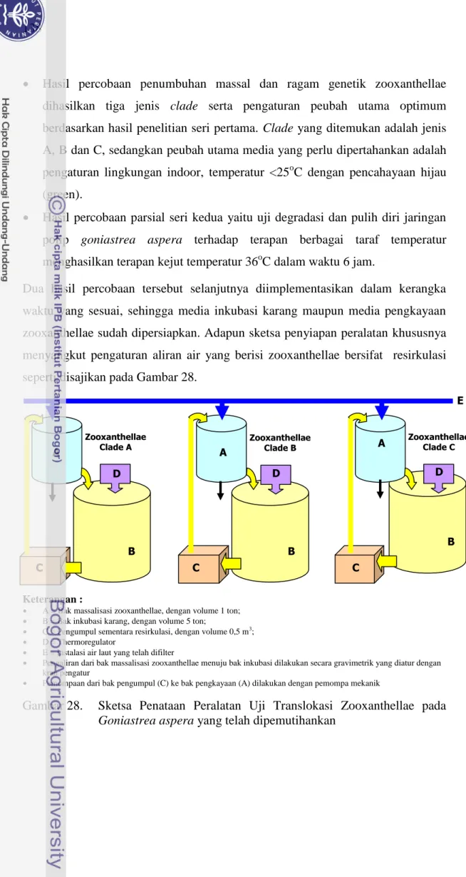 Gambar 28.  Sketsa  Penataan  Peralatan  Uji  Translokasi  Zooxanthellae  pada  Goniastrea aspera yang telah dipemutihankan 