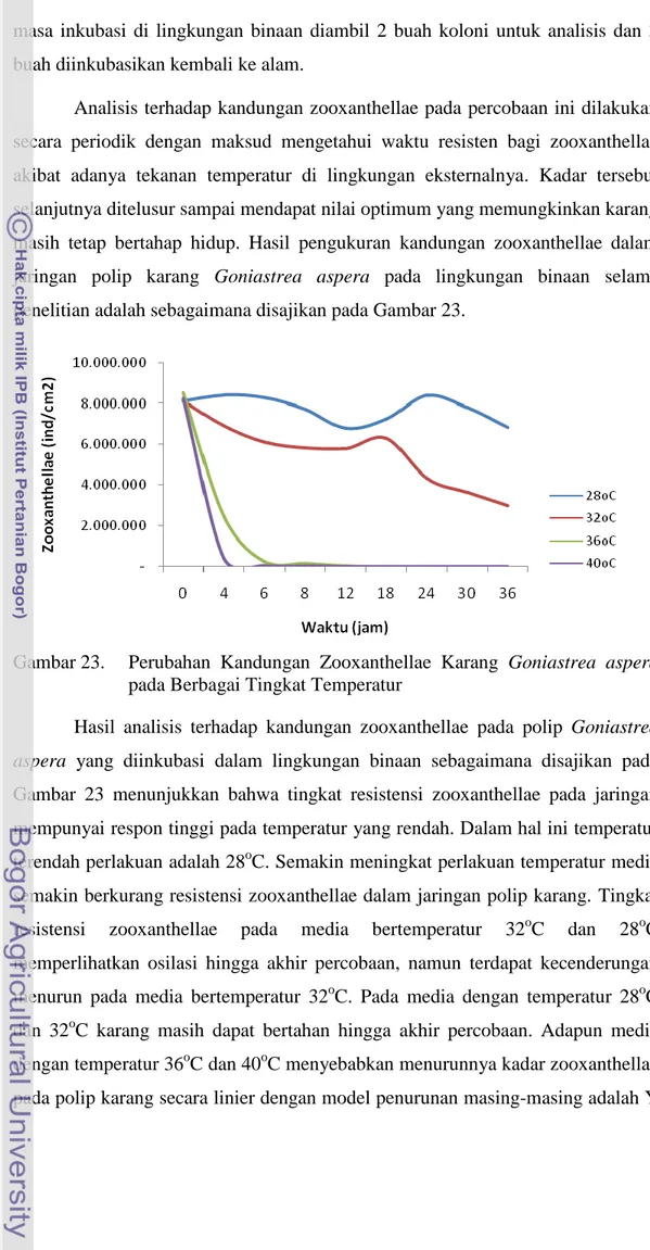 Gambar 23.   Perubahan  Kandungan  Zooxanthellae  Karang  Goniastrea  aspera  pada Berbagai Tingkat Temperatur 