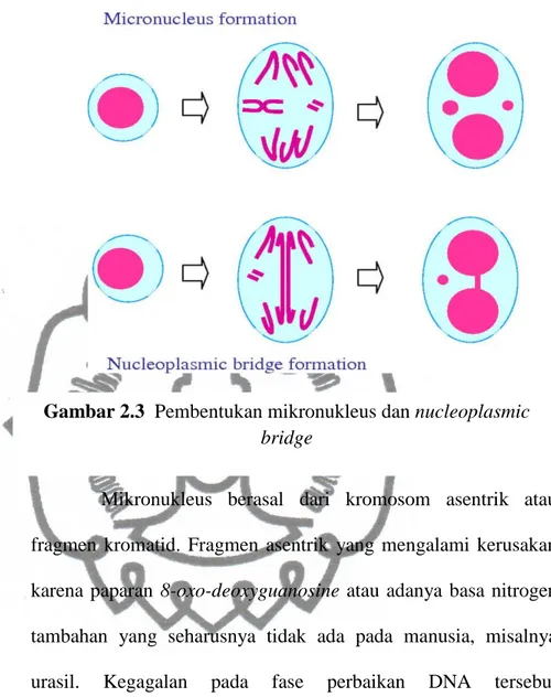 Gambar 2.3  Pembentukan mikronukleus dan nucleoplasmic 