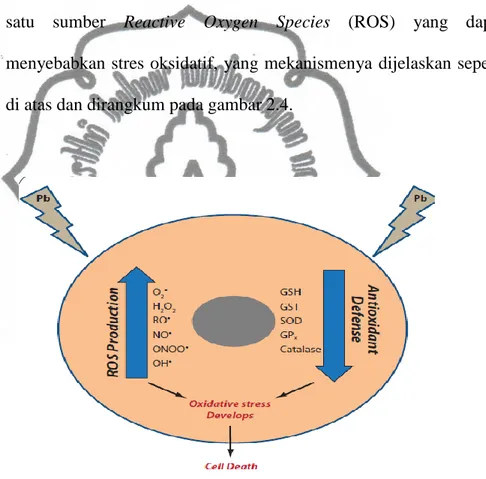 Gambar  2.4  Mekanisme  yang  mendasari  terjadinya  stres  oksidatif akibat paparan timbal 