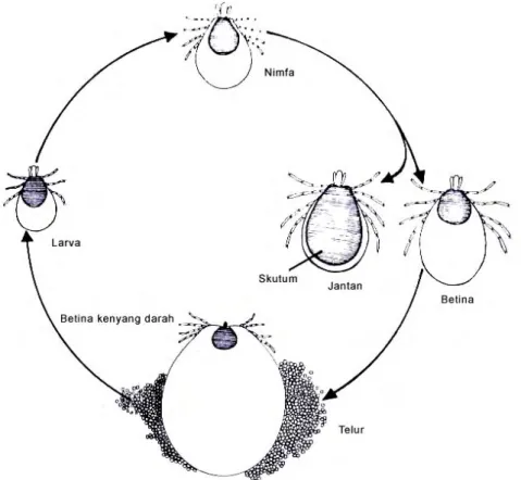 Gambar 2  Siklus Hidup Umum Caplak Keras (famili Ixodidae) (Gaafar 1985)