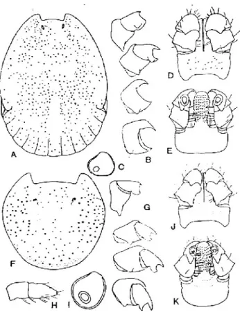 Gambar 10  Morfologi Haemaphysalis hystricis (Anastos1950)A